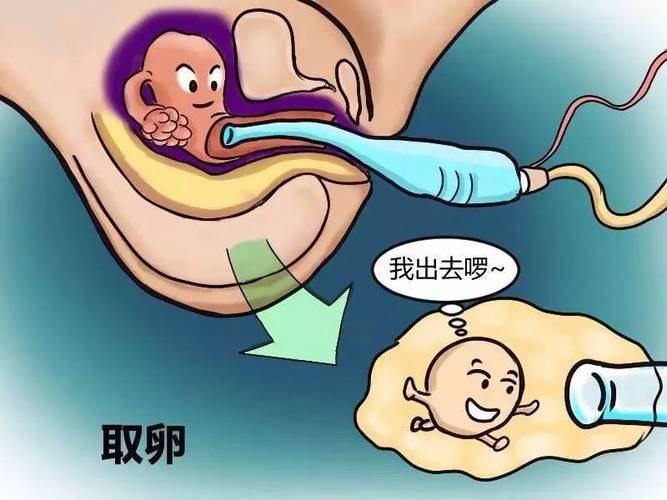 供卵试管代怀违法吗-供卵试管代怀违法吗？法律与道德的边界探讨