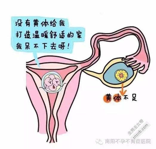 供卵试管代怀产子过程【供卵试管代怀产子：一场奇迹的孕育之旅】