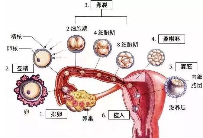 供卵生子流程_供卵生子流程：一窥生殖医学的奇妙世界